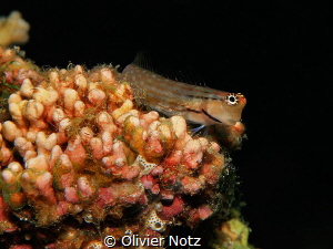Blenny sitting on a coral. When I see these fishes, I alw... by Olivier Notz 